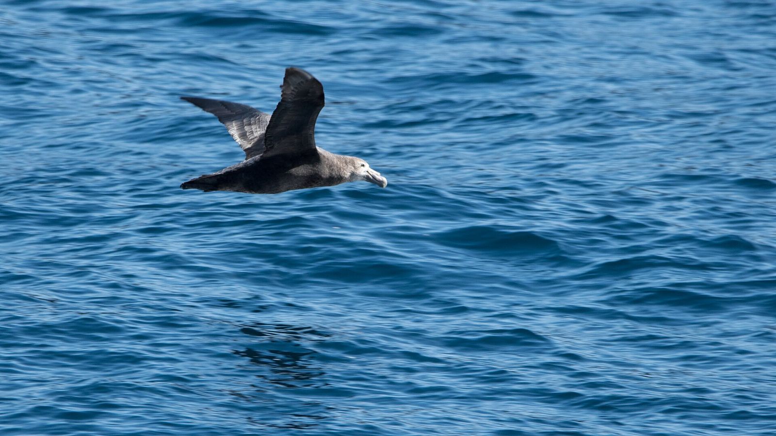Southern Giant Petrel
