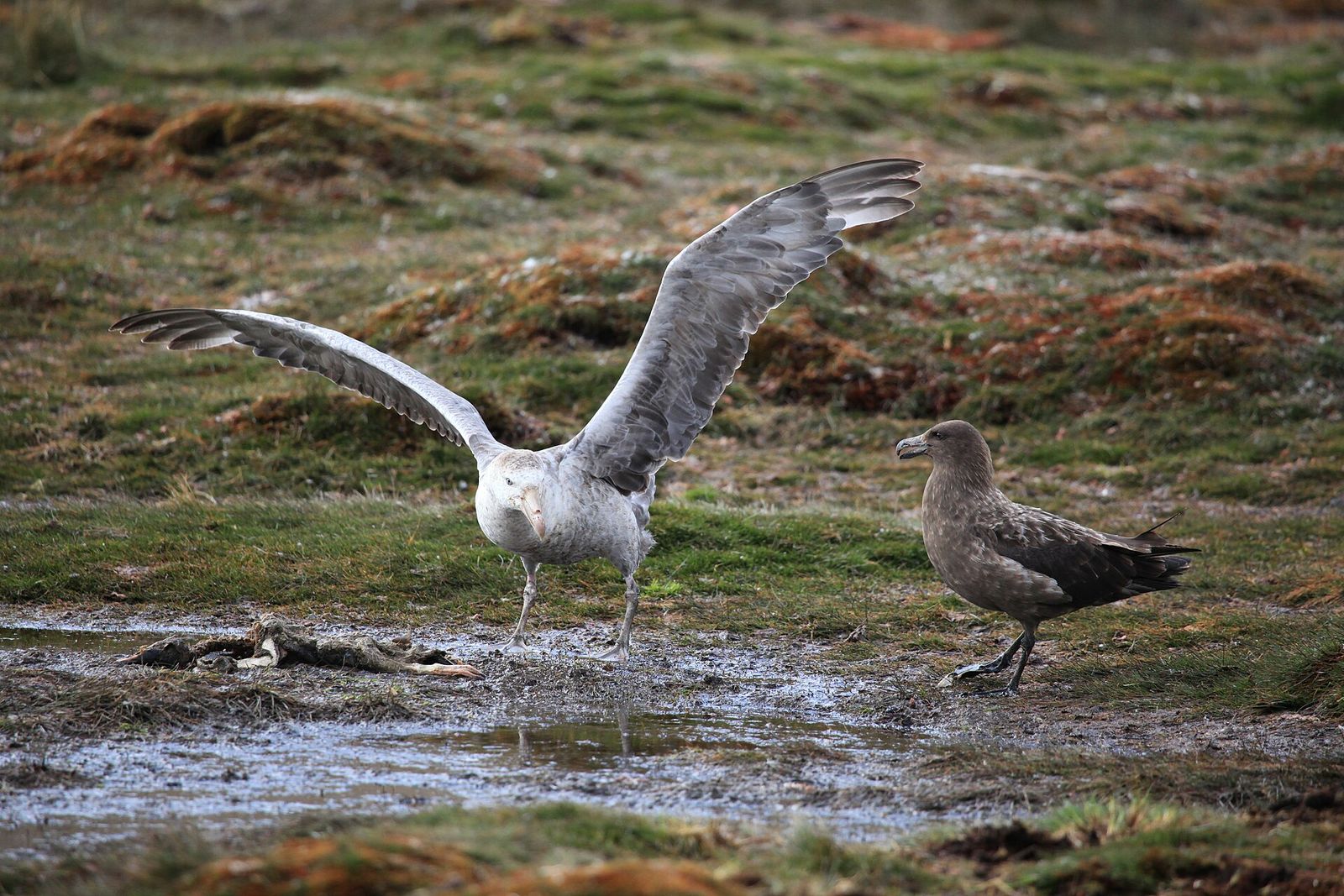 Northern Giant Petrel