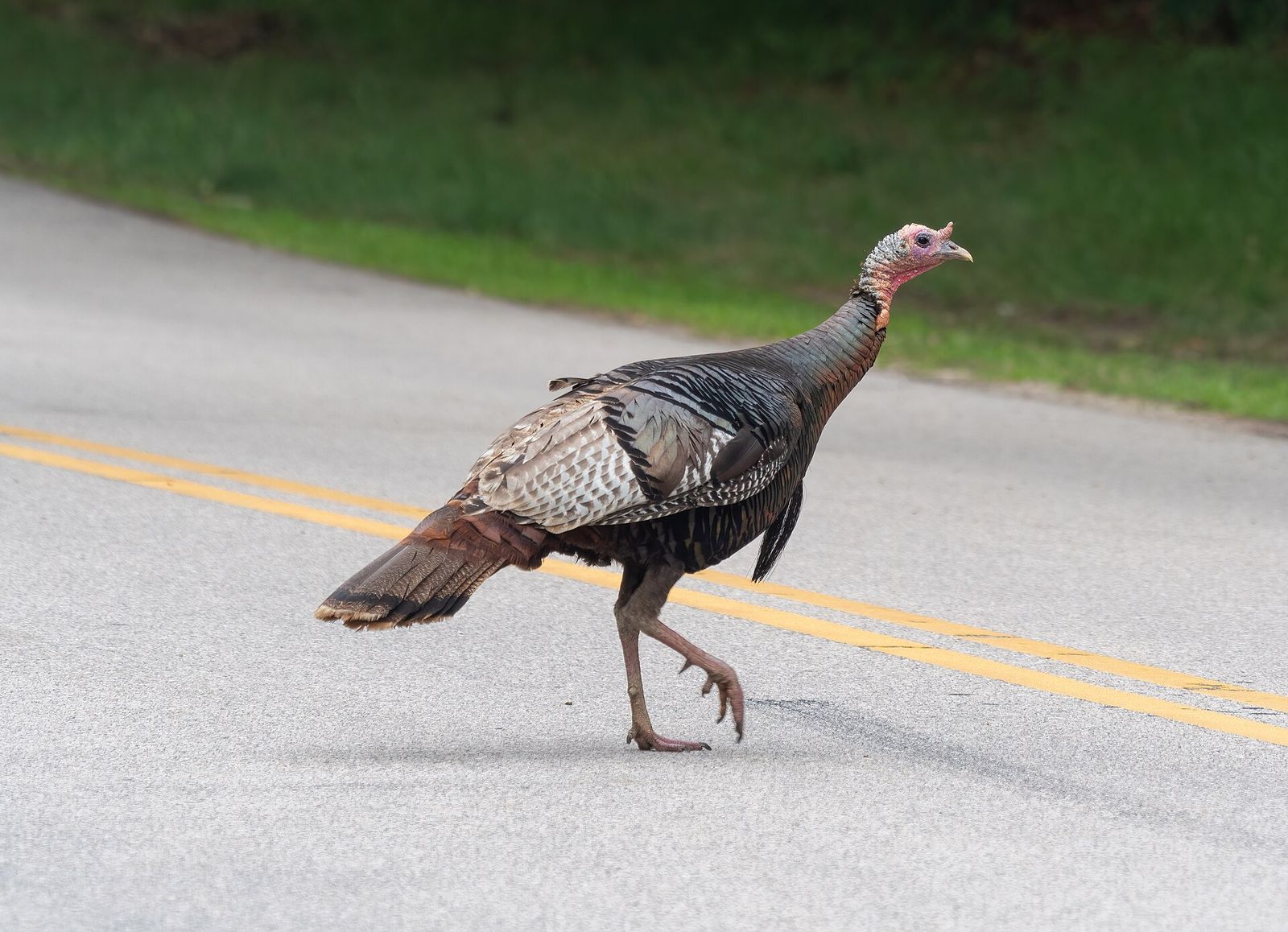 Wild Turkey