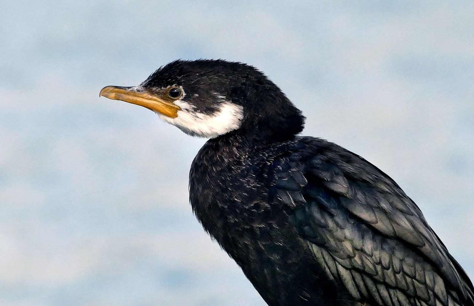 Little Pied Cormorant
