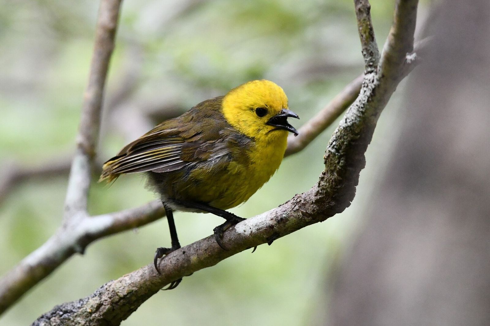 Yellowhead