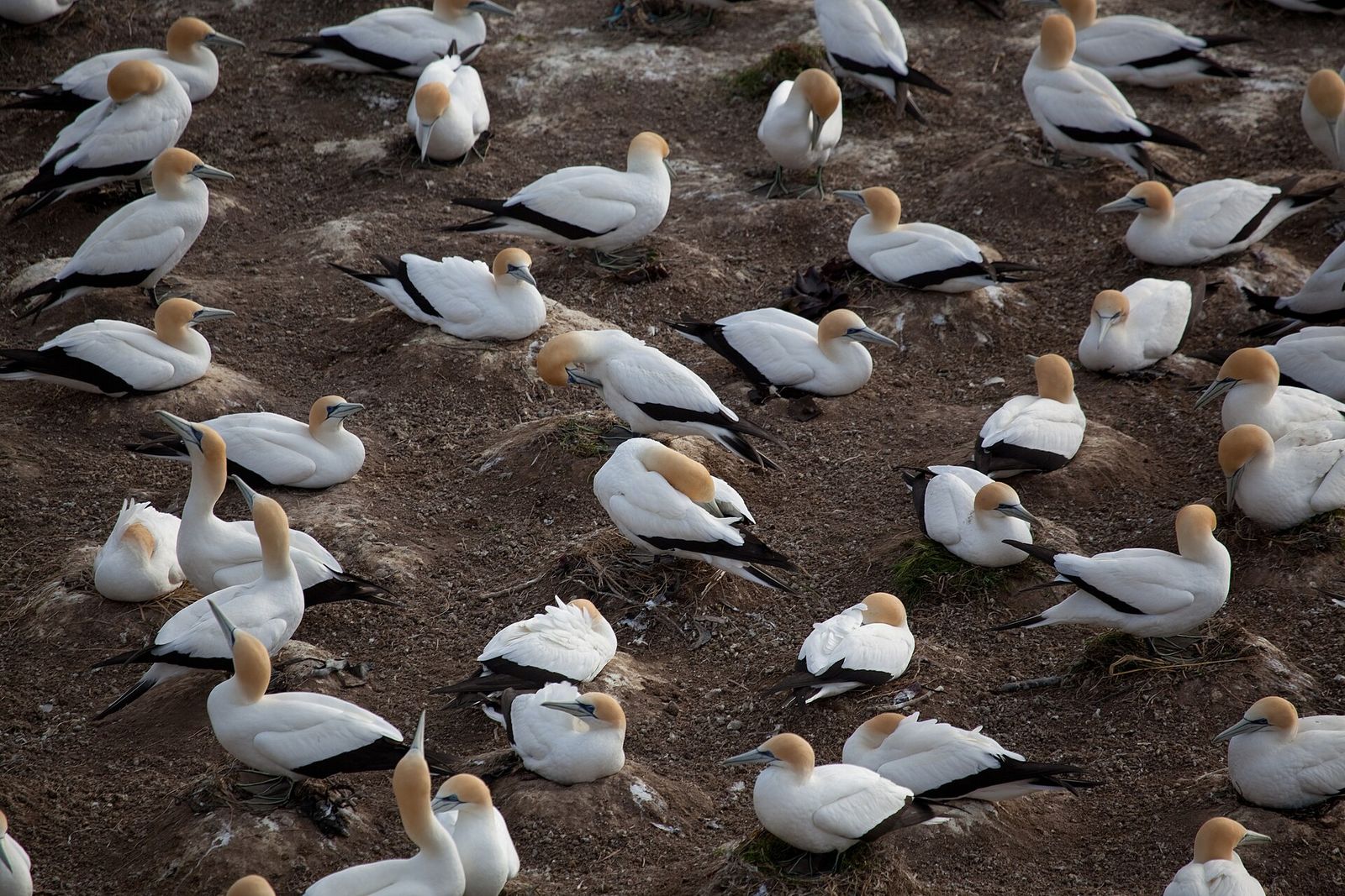 Australasian Gannet