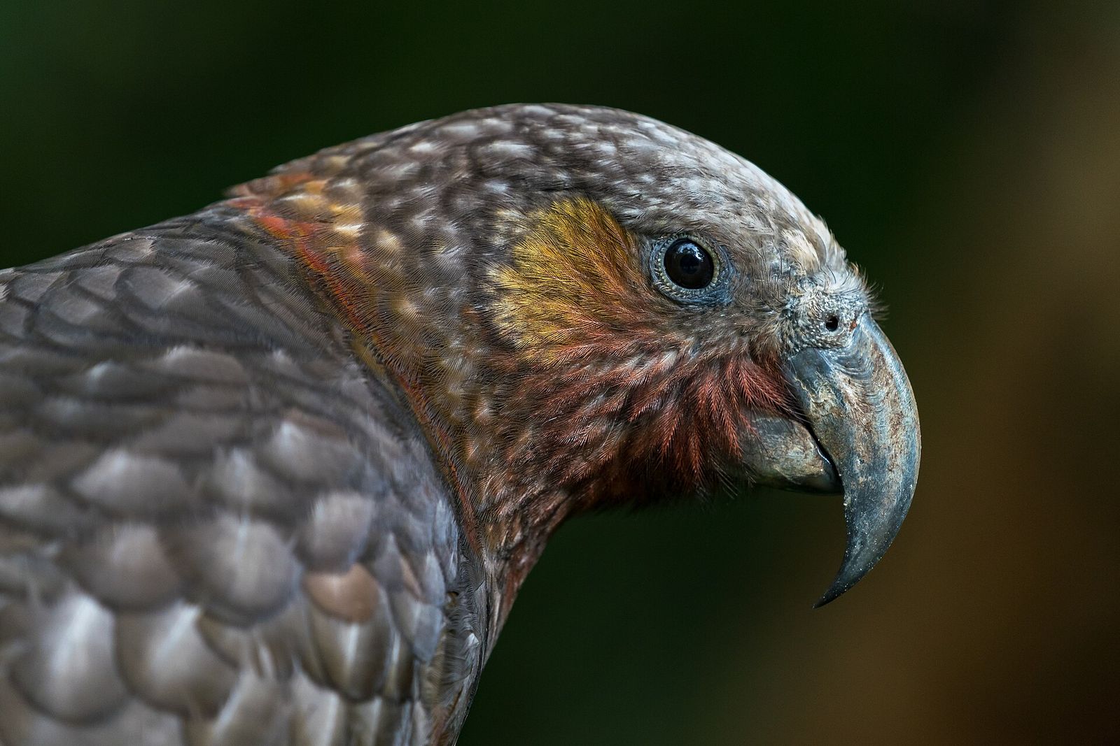 Kākā
