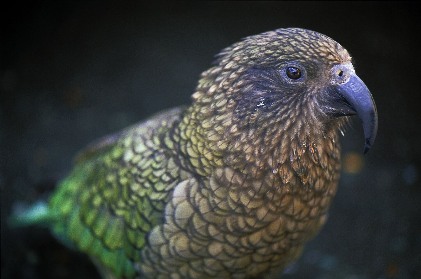 Kea