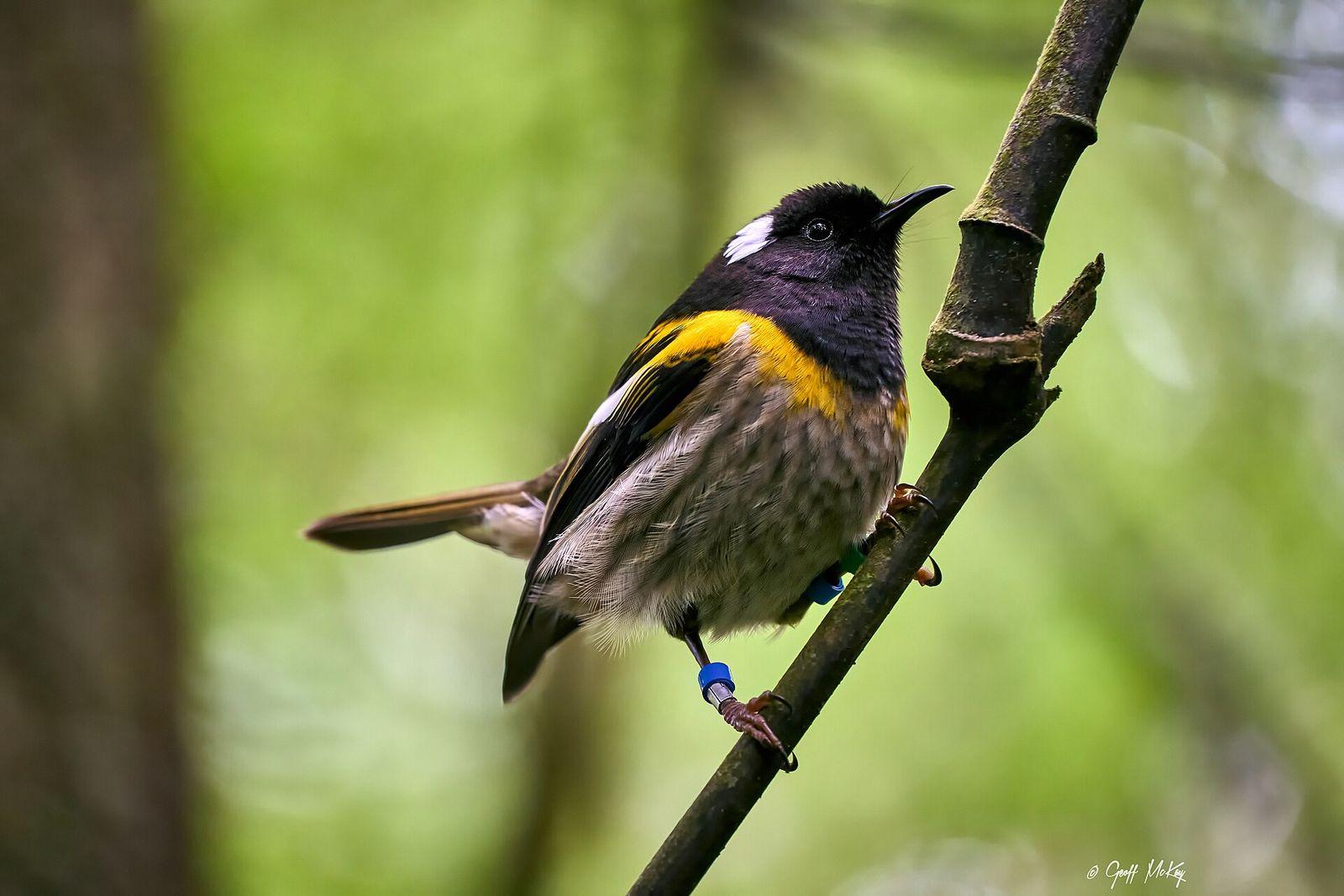 Stitchbird