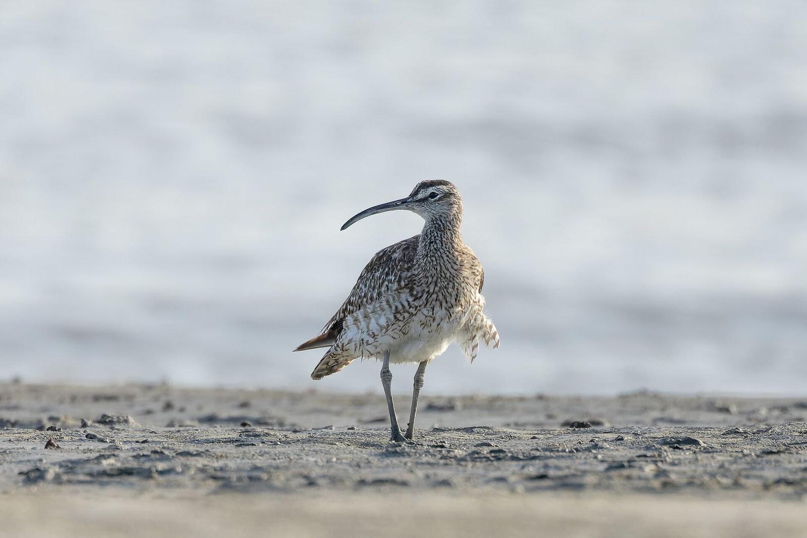 Eurasian Whimbrel