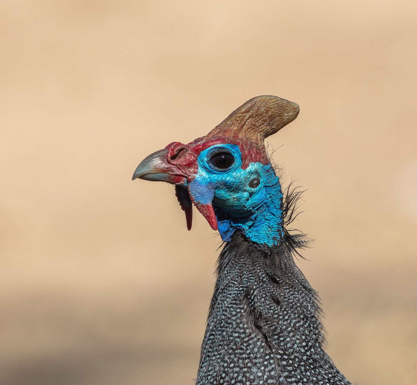 Helmeted Guineafowl