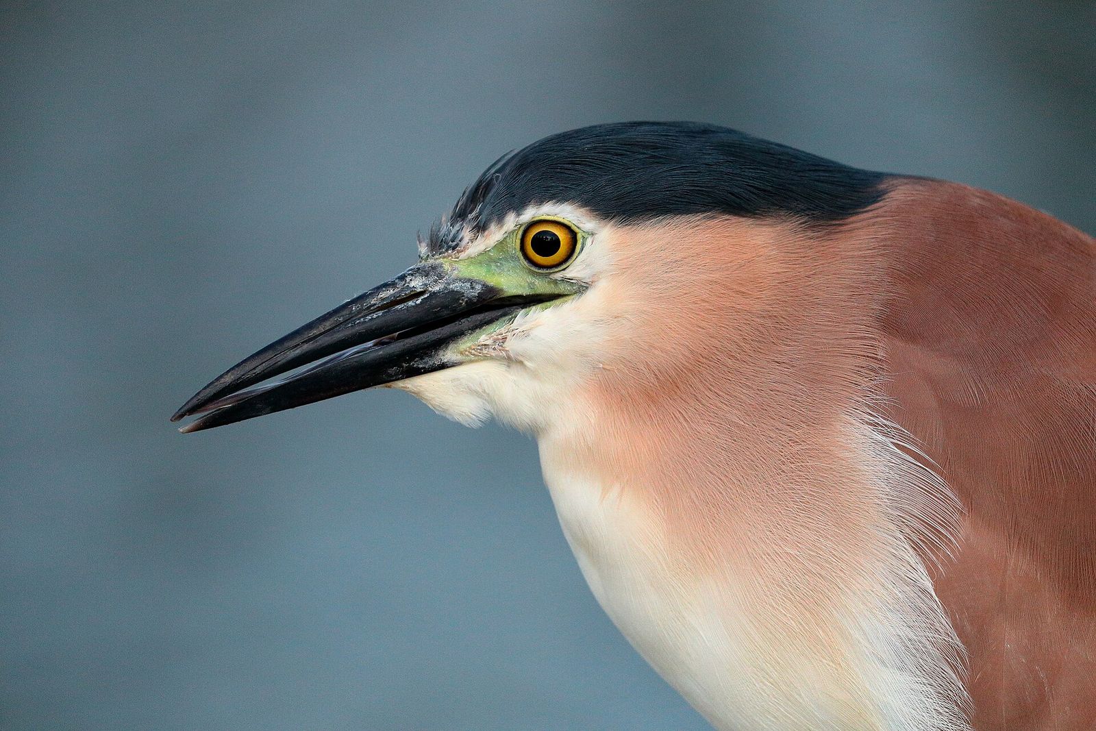 Rufous Night Heron