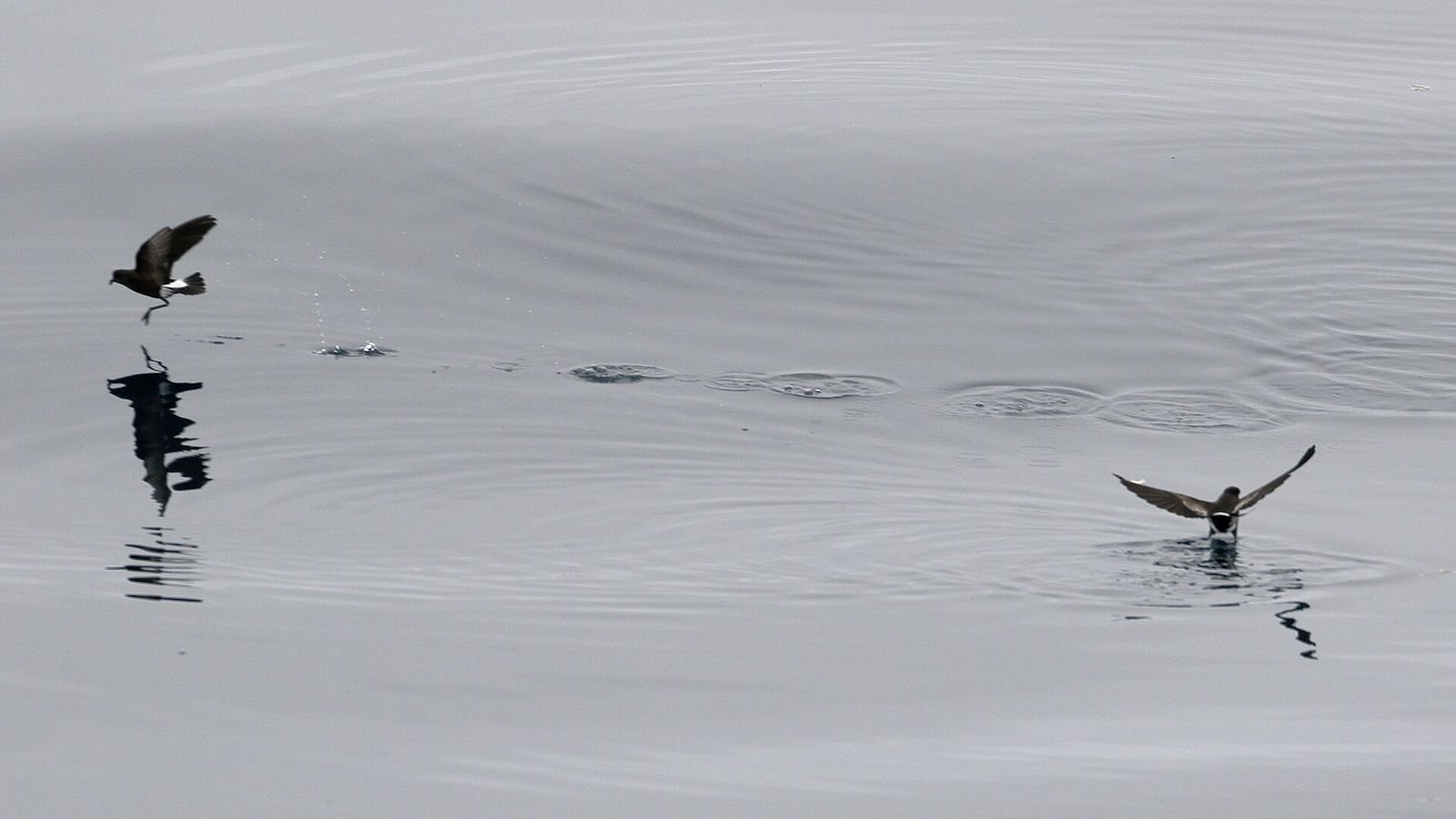 Wilson's Storm Petrel