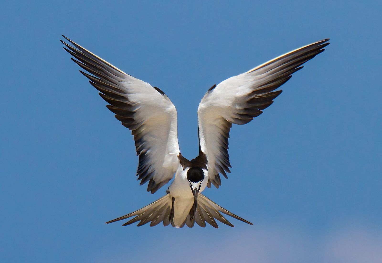 Sooty Tern