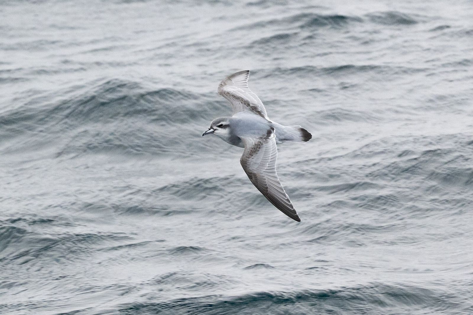 Antarctic Prion