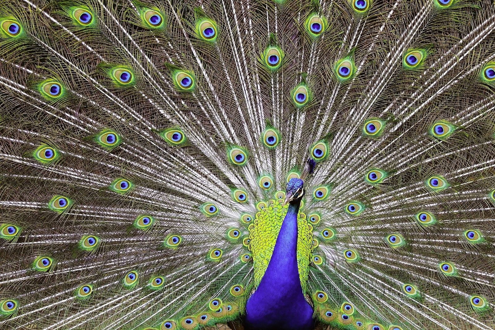 Peafowl