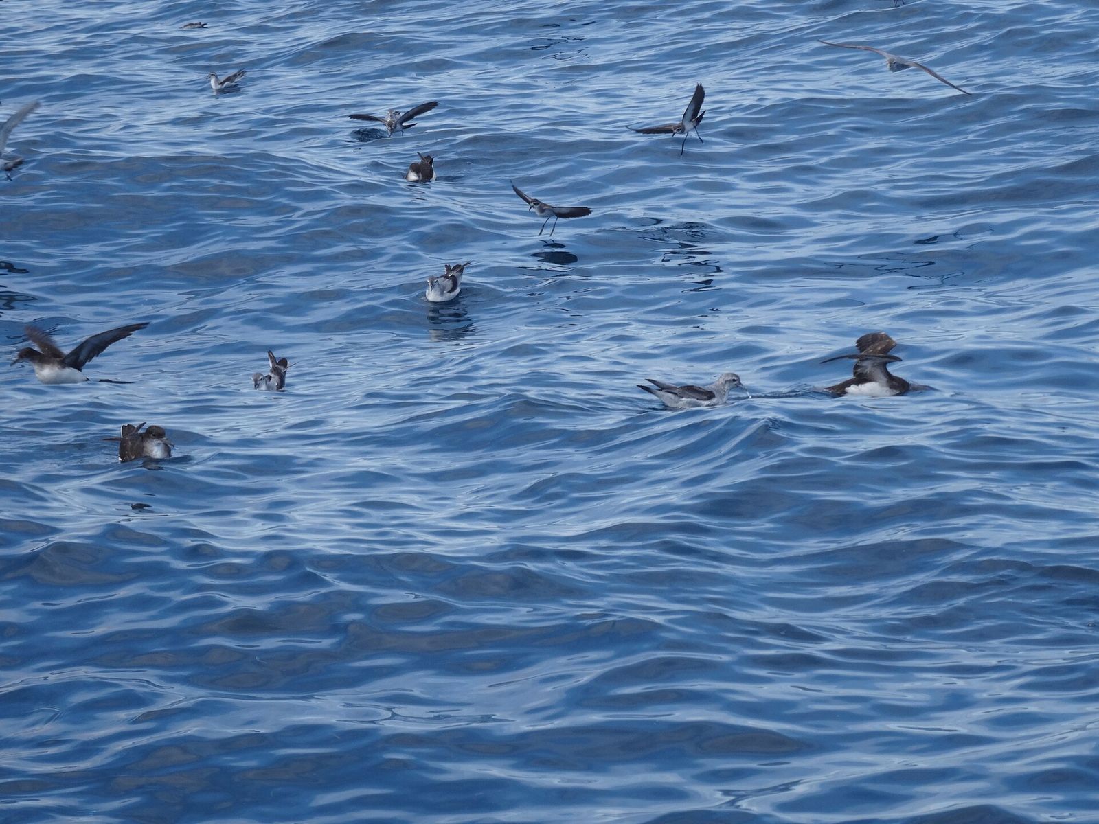 White-faced Storm Petrel