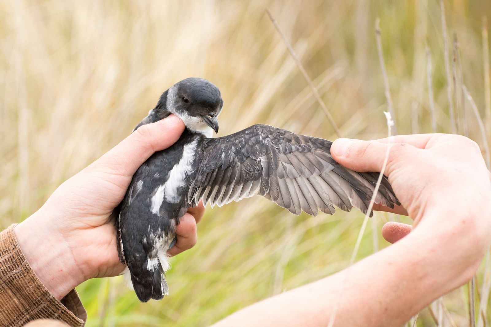 South Georgian Diving Petrel
