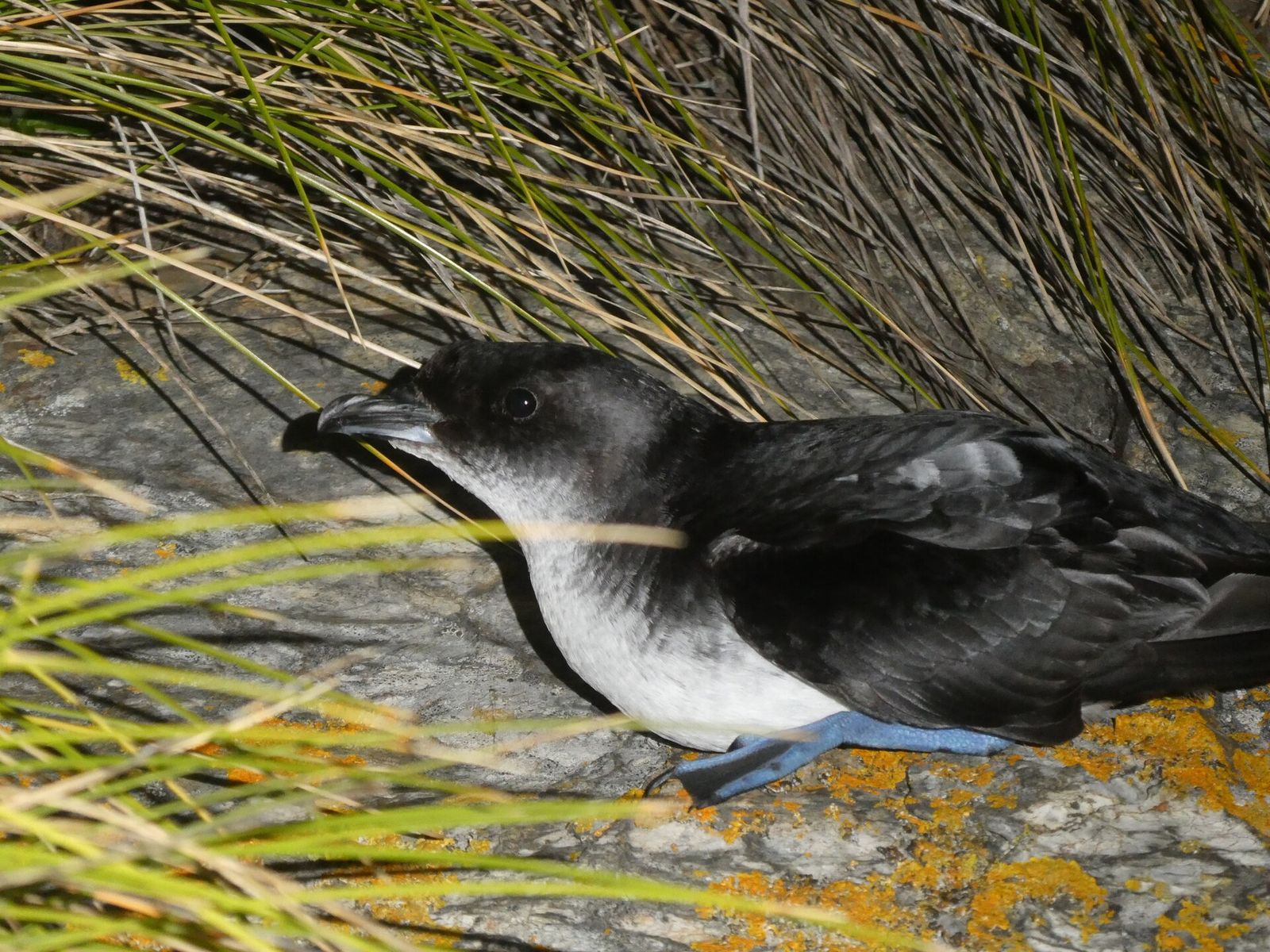 Common Diving Petrel