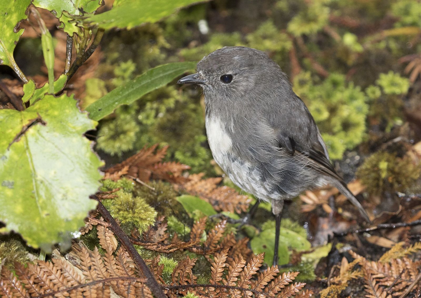 South Island Robin