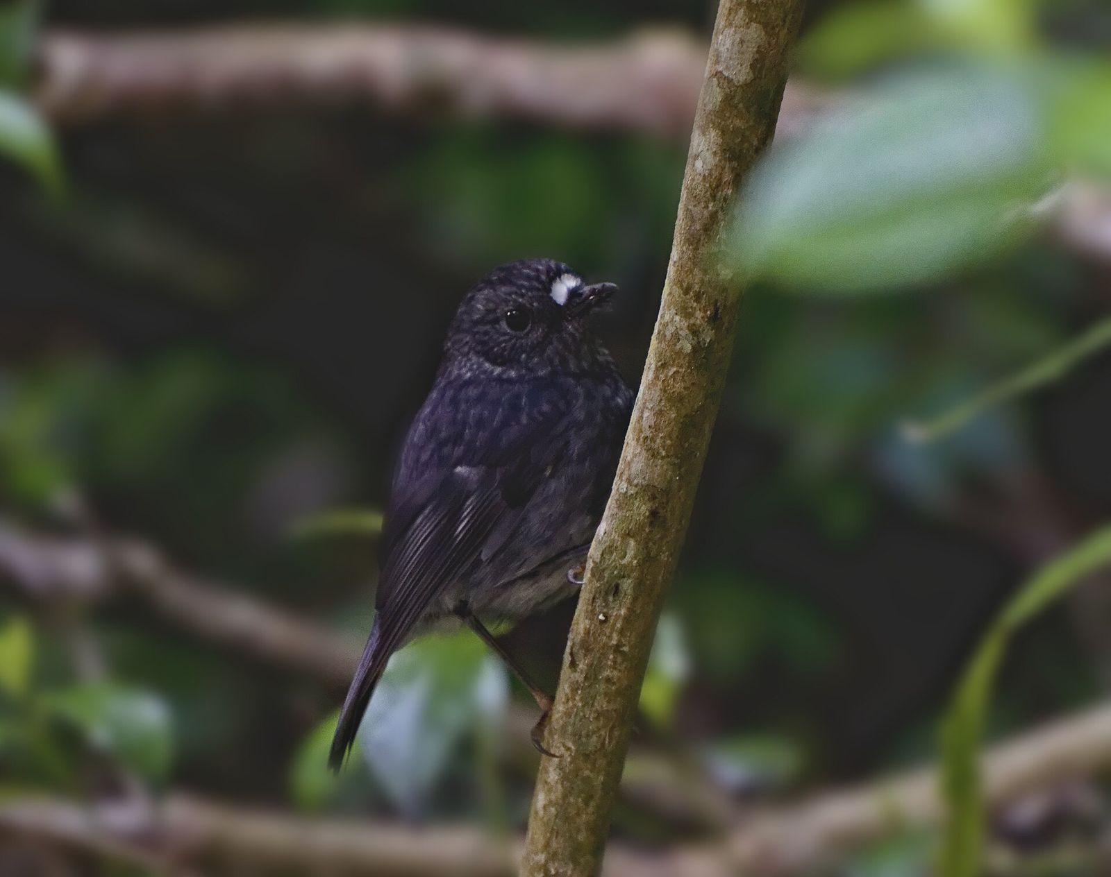North Island Robin