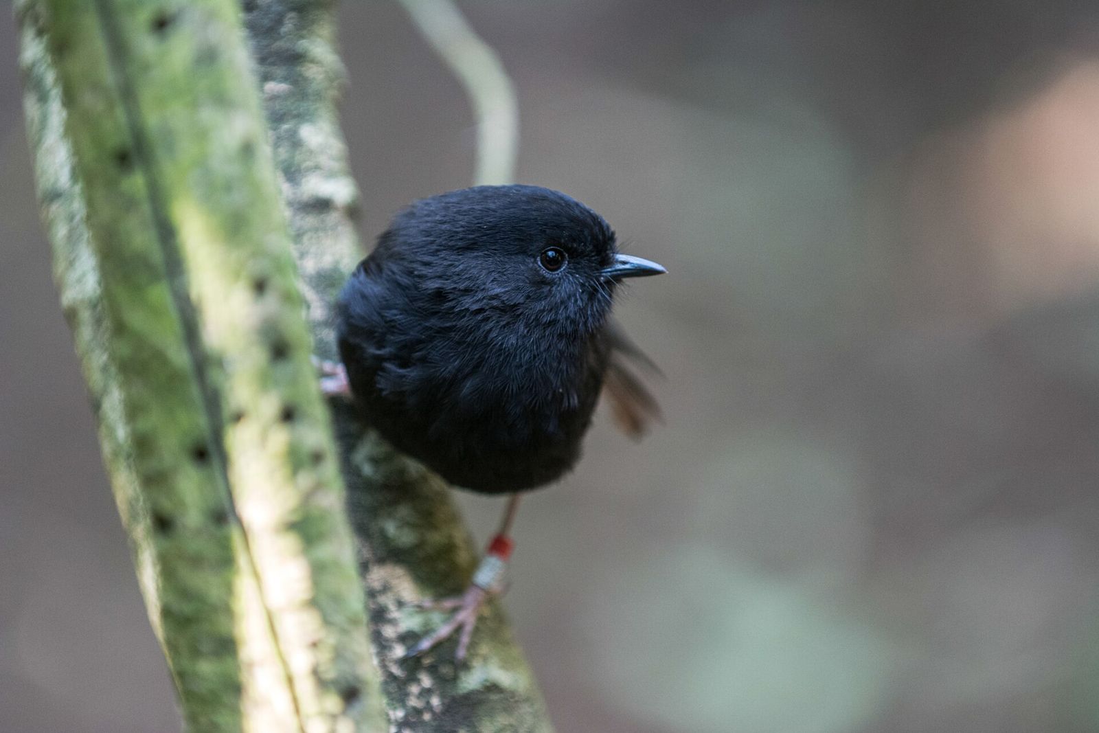 Black Robin
