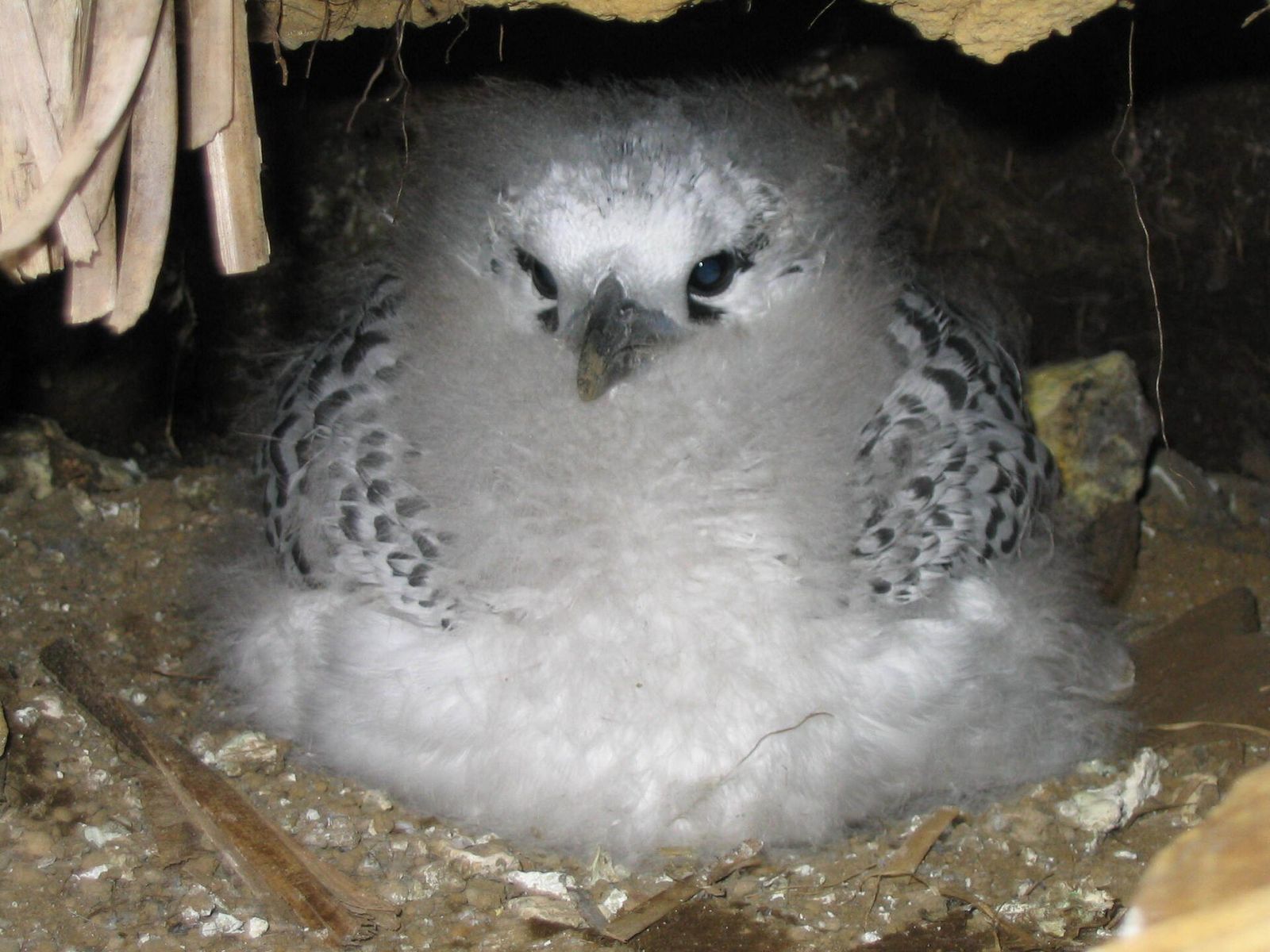 Red-tailed Tropicbird