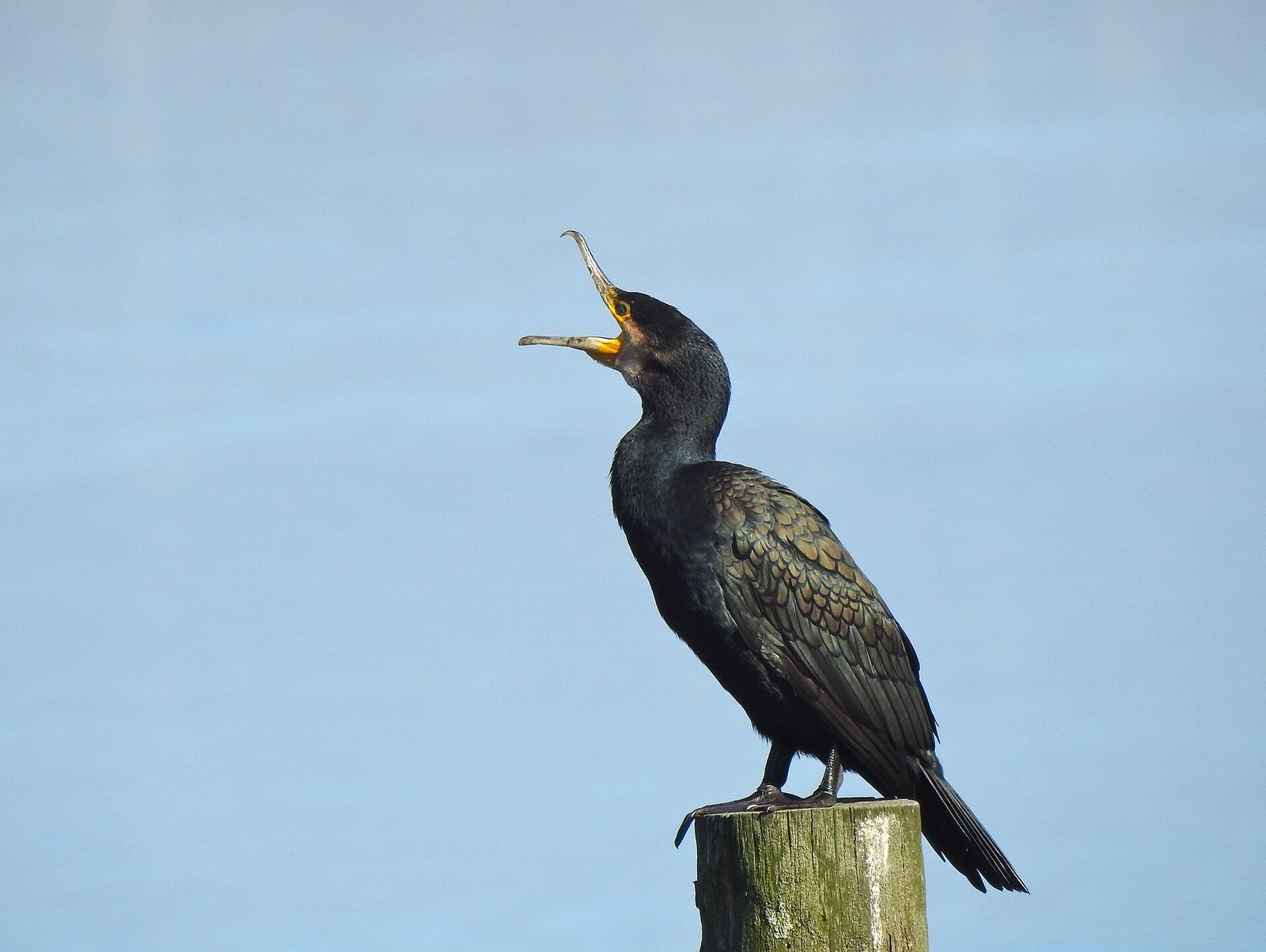 Great Cormorant
