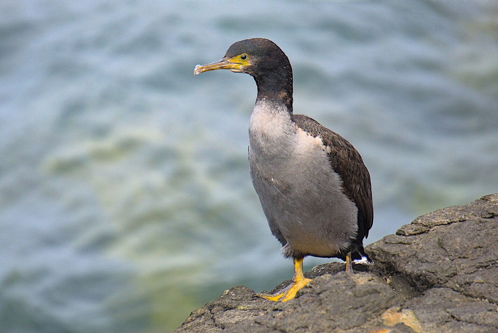 Pitt Island Shag