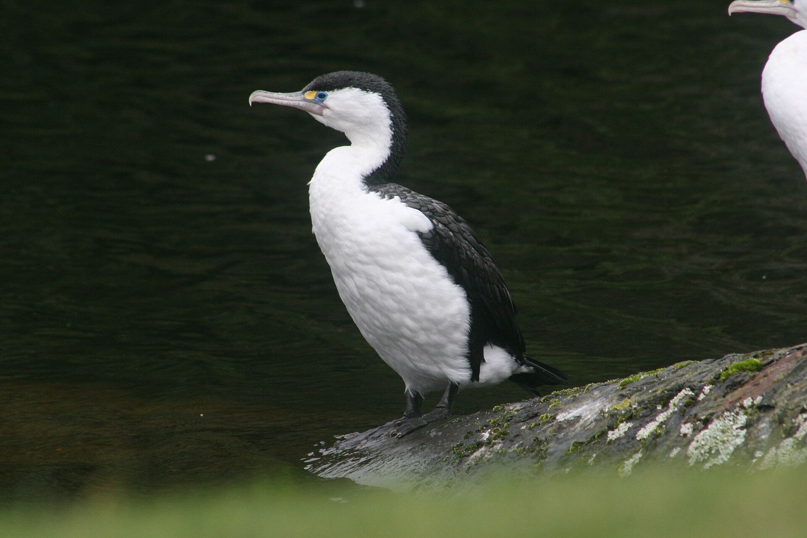 Pied Cormorant