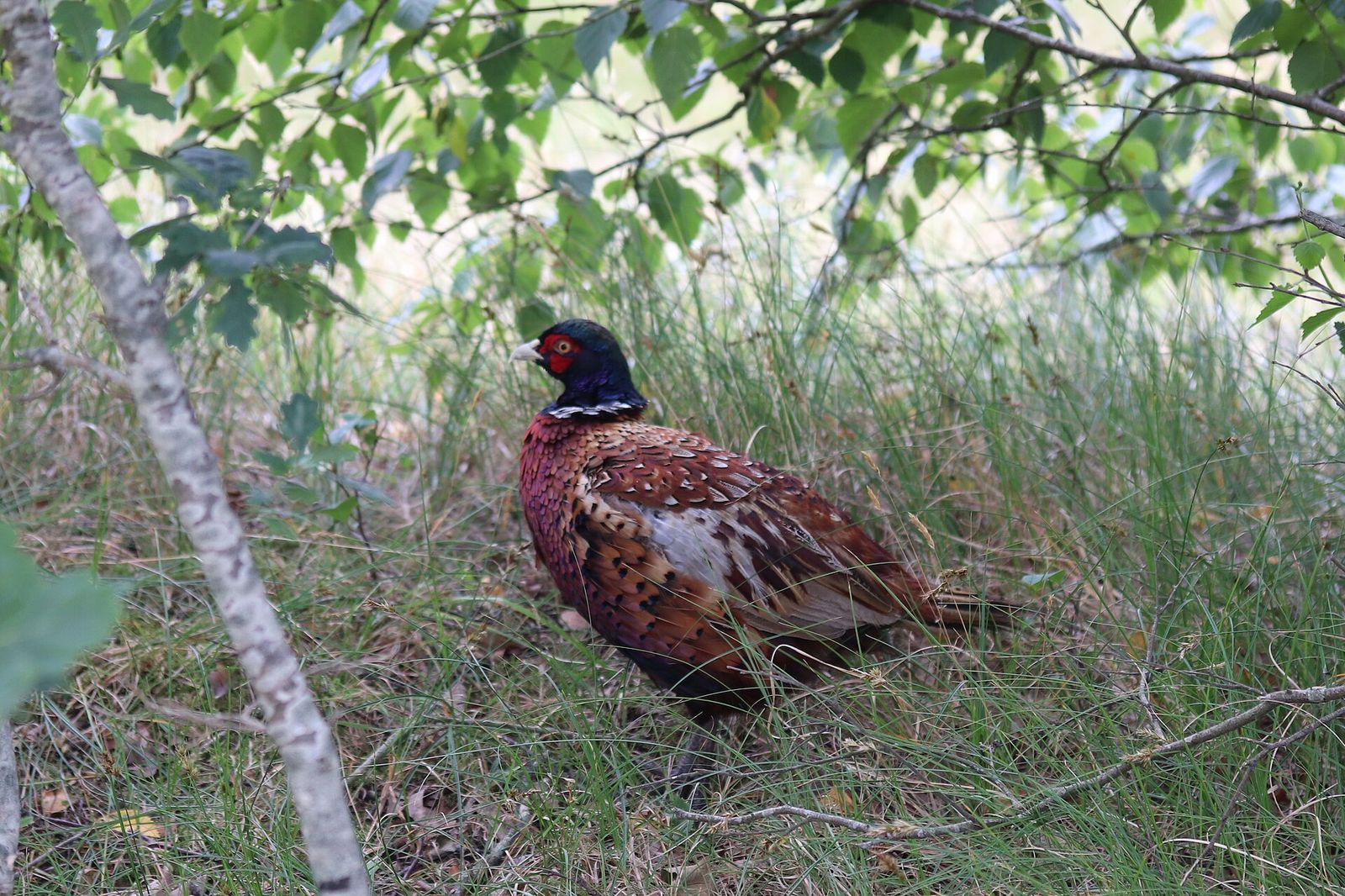Common Pheasant
