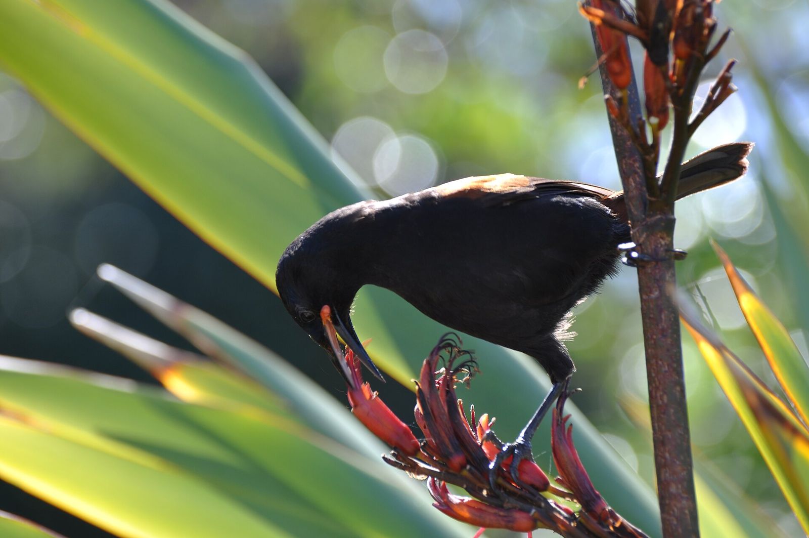 North Island Saddleback