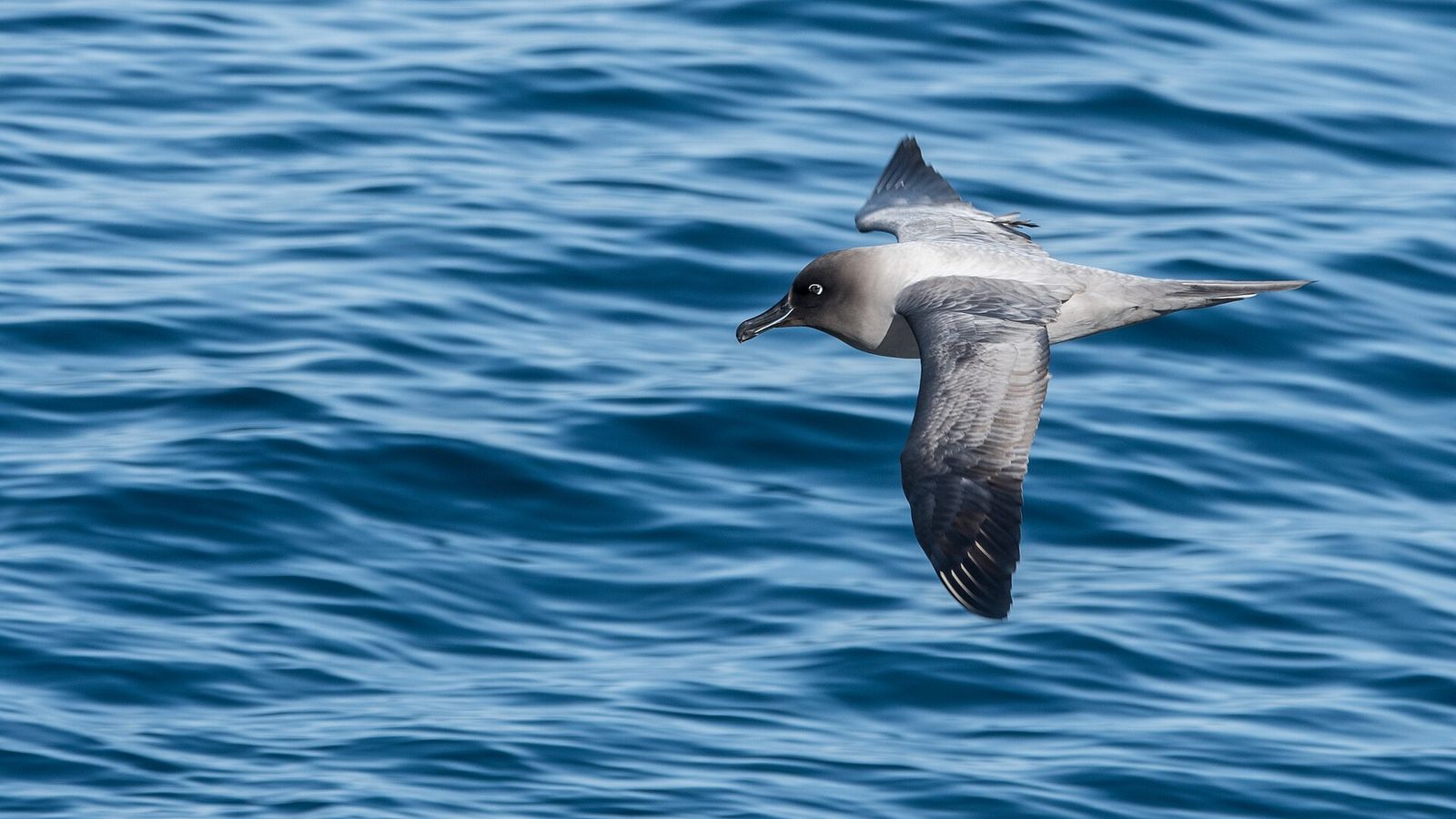 Light-mantled Sooty Albatross