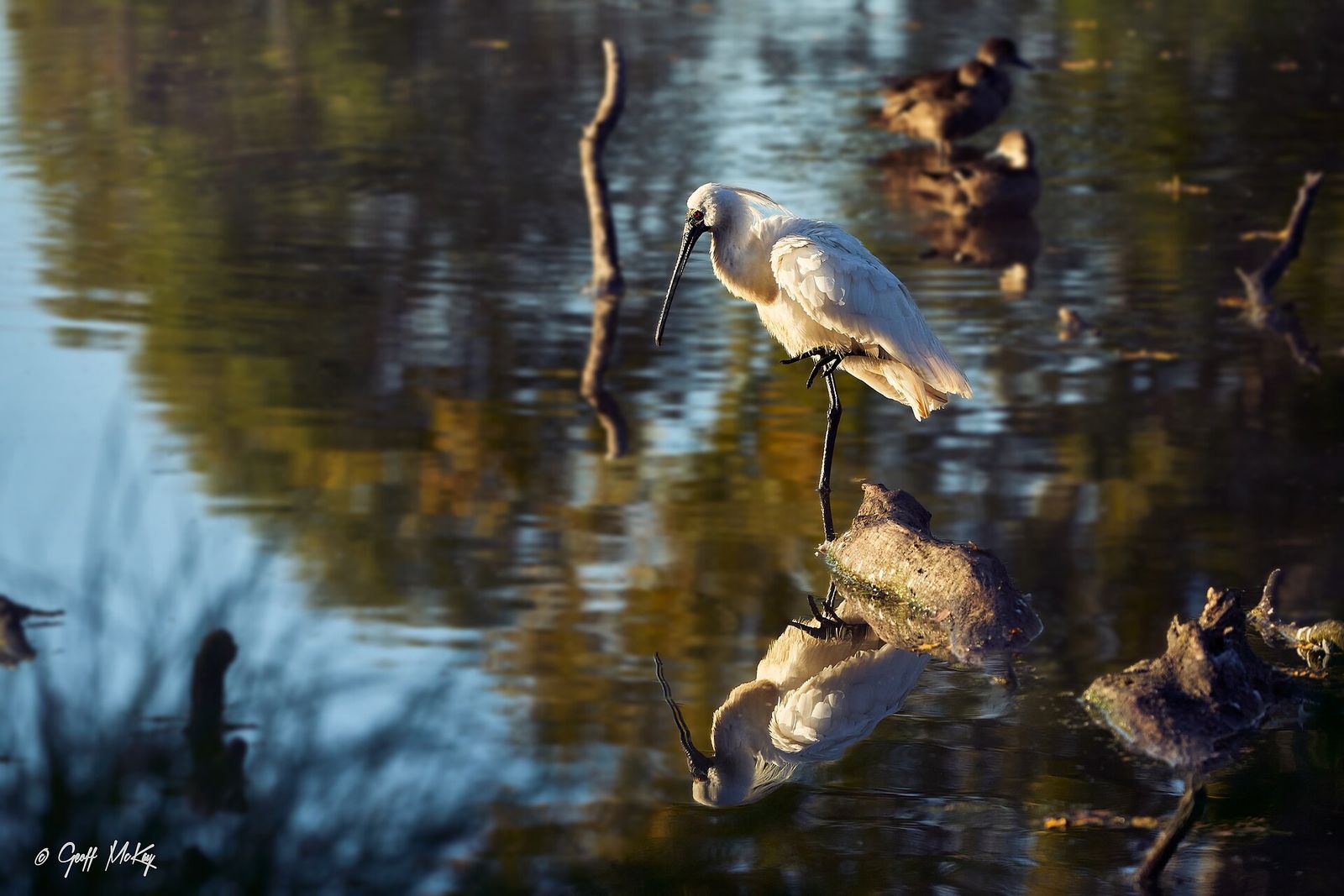 Royal Spoonbill