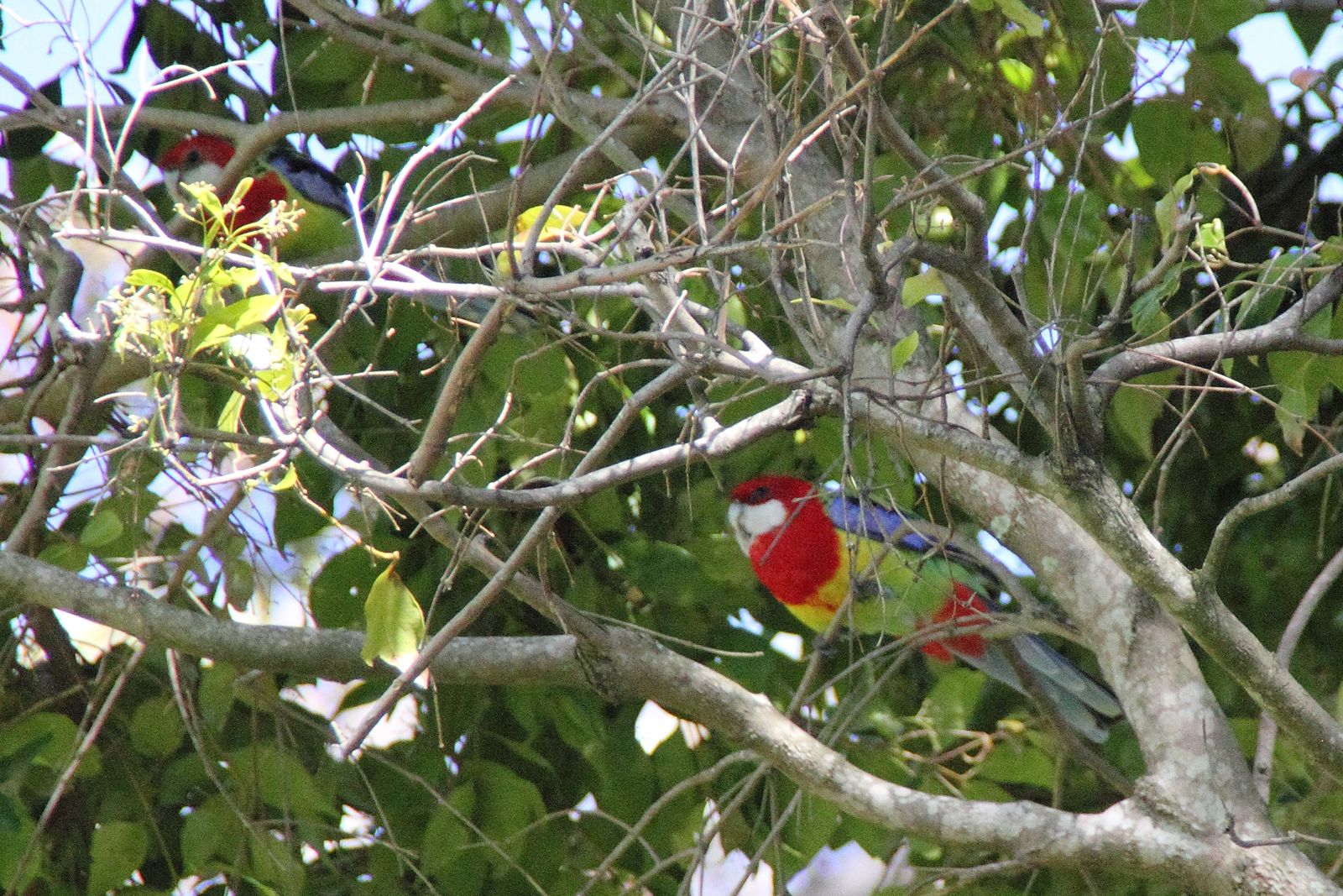 Eastern Rosella