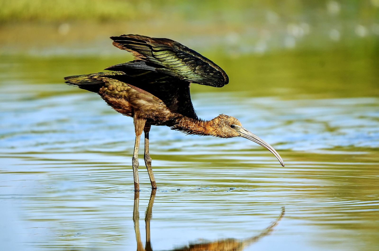 Glossy Ibis