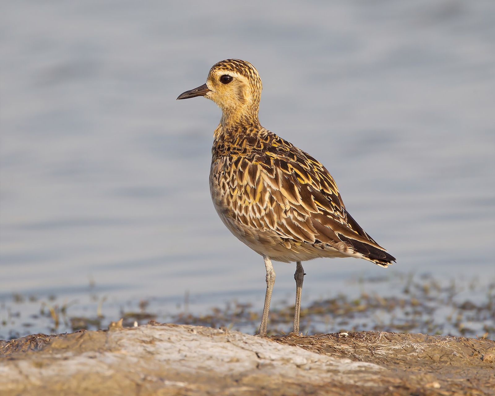Pacific Golden Plover