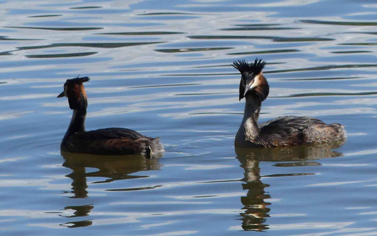 Great Crested Grebe