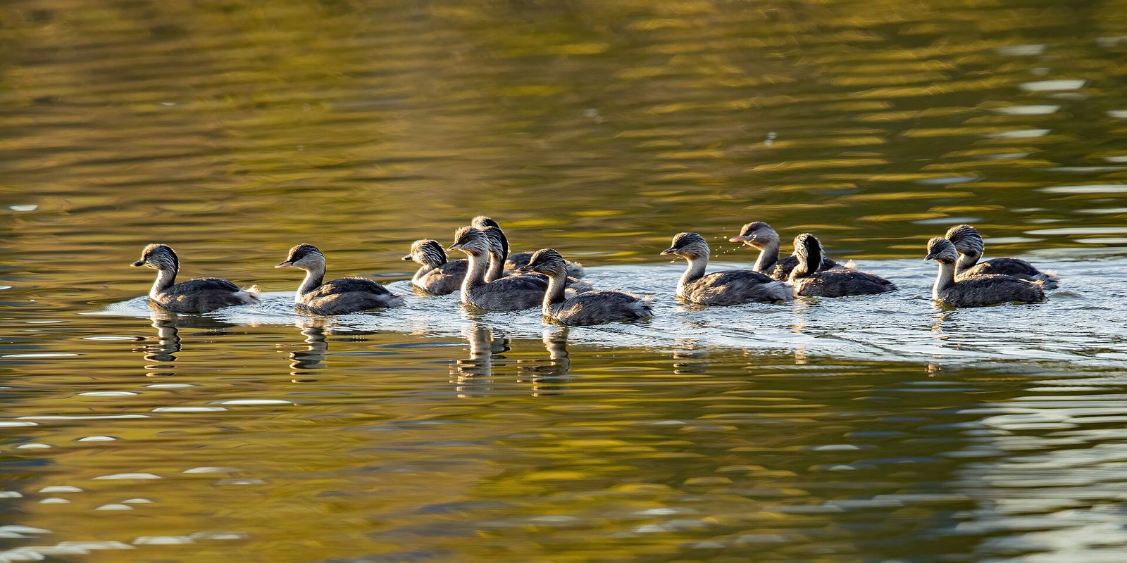 Hoary-headed Grebe