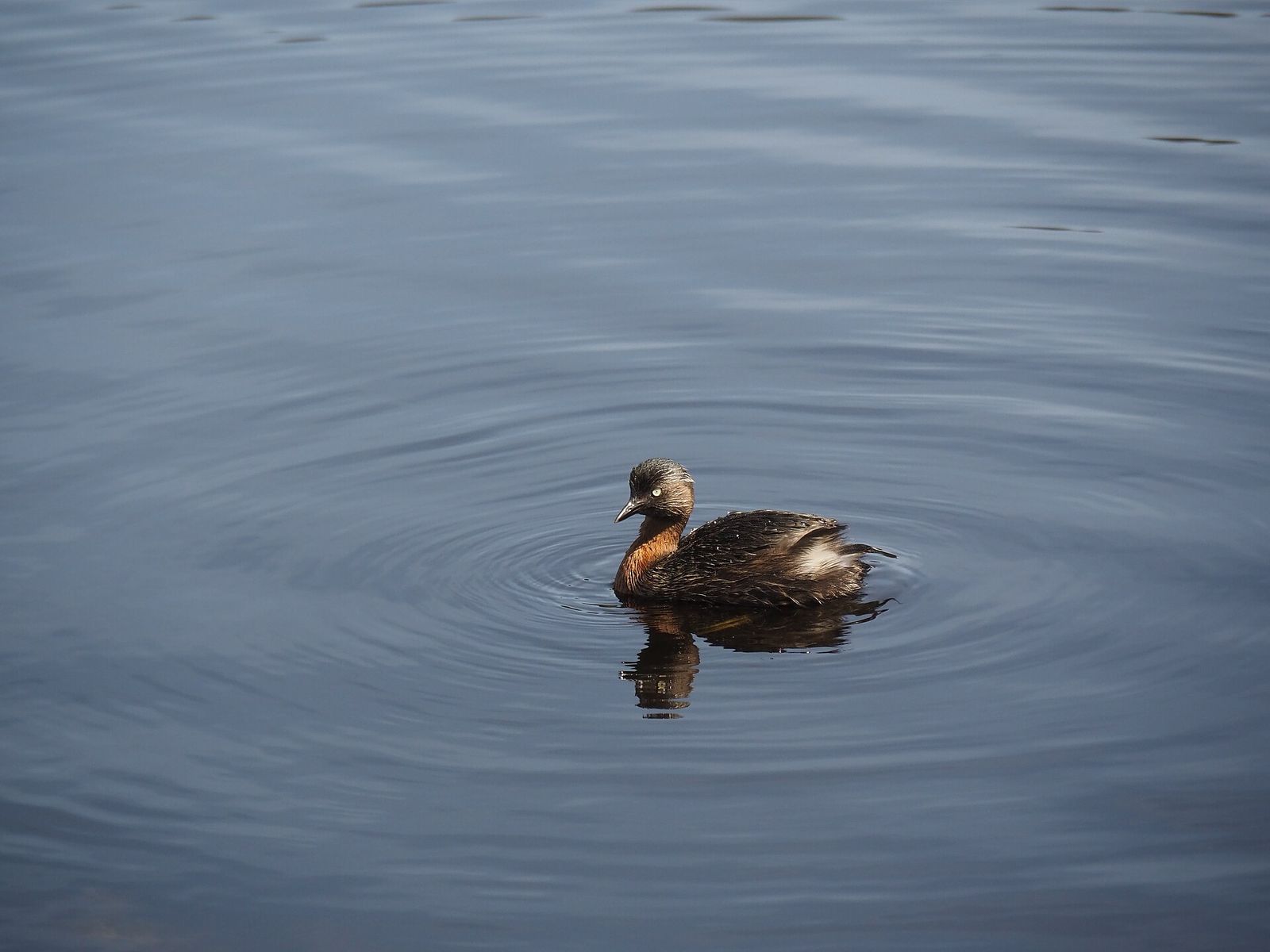 New Zealand Dabchick