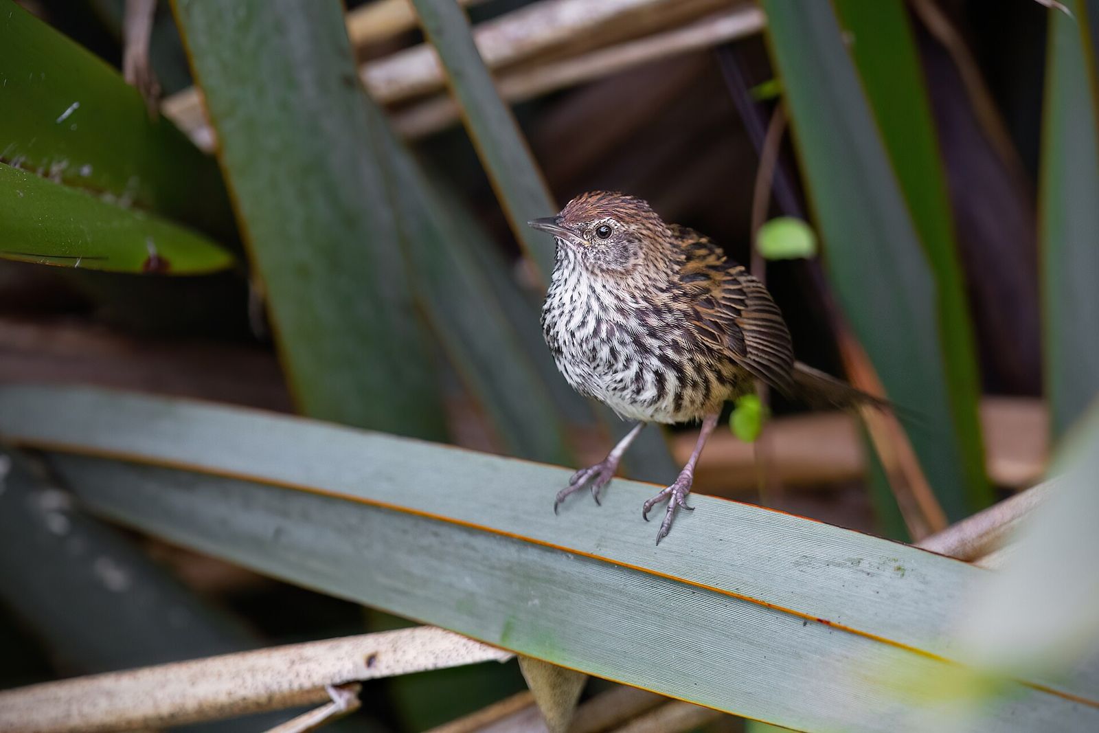 Fernbird