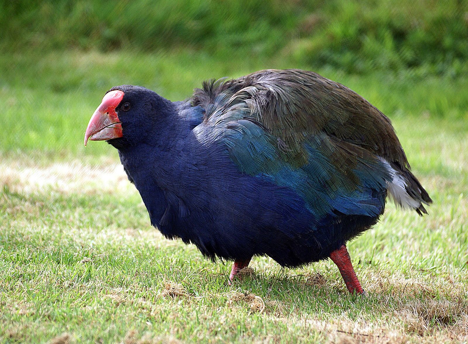 South Island Takahē