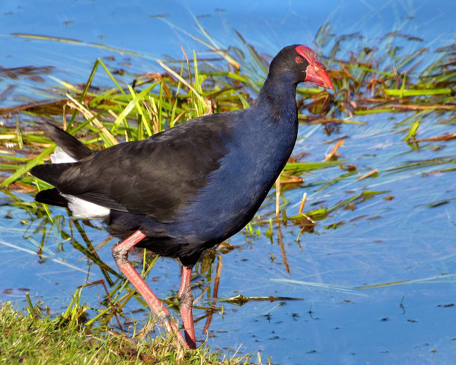 South-west Pacific Swamphen