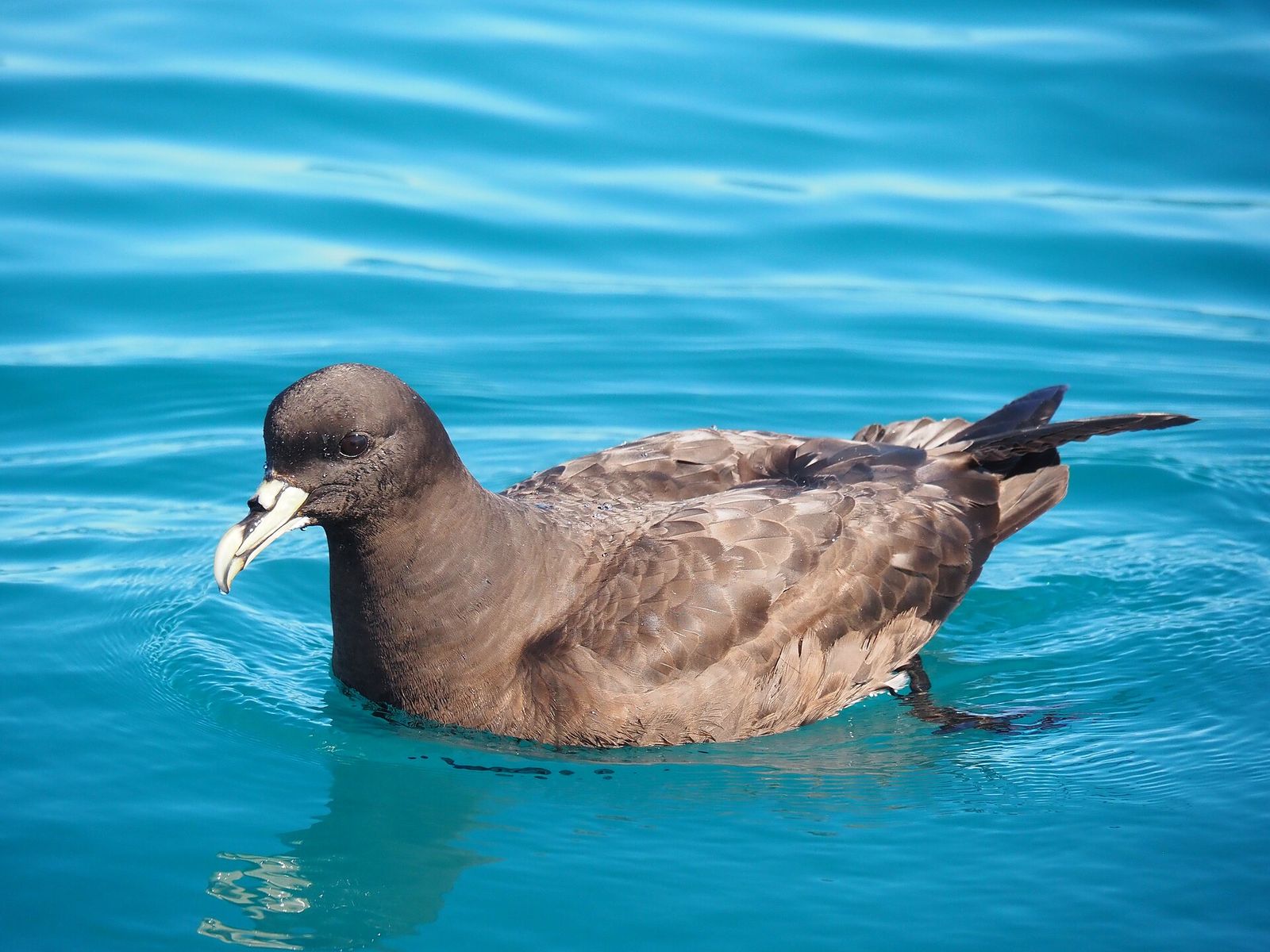 White-chinned Petrel
