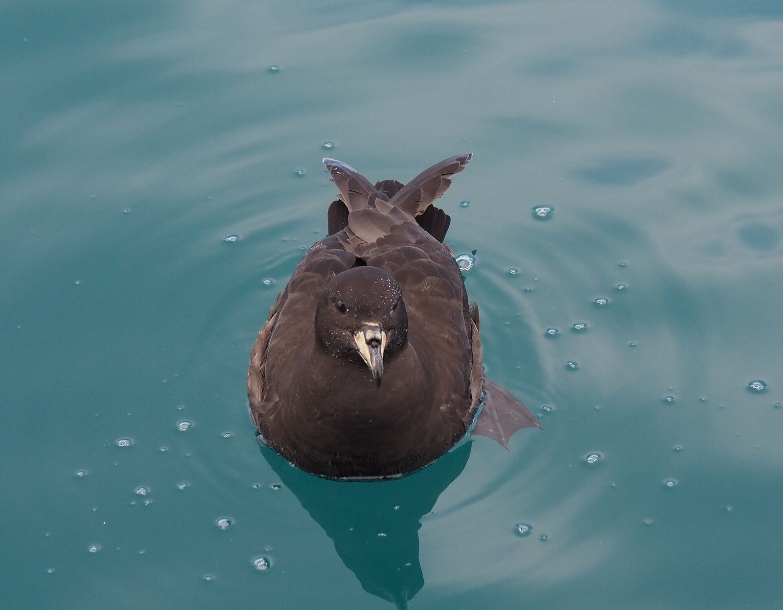 Westland Petrel