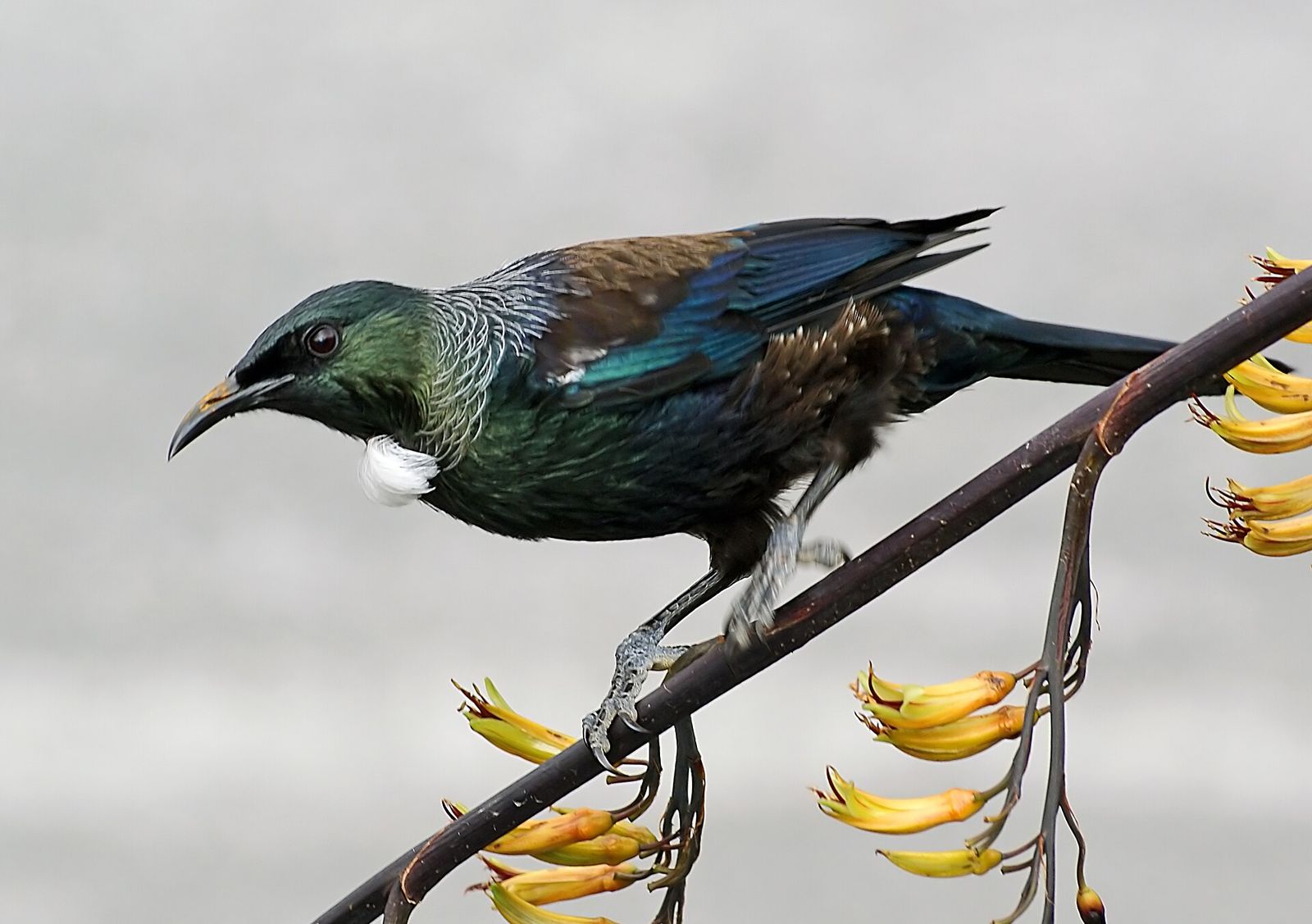 Tūī