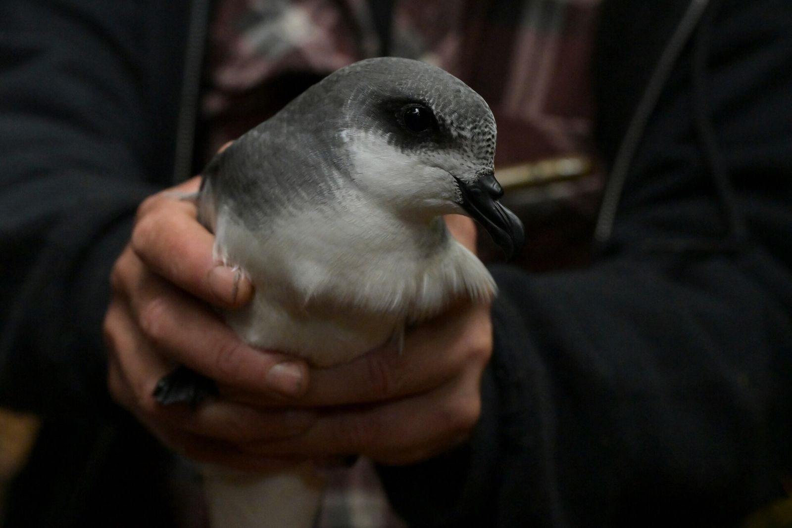 Chatham Petrel
