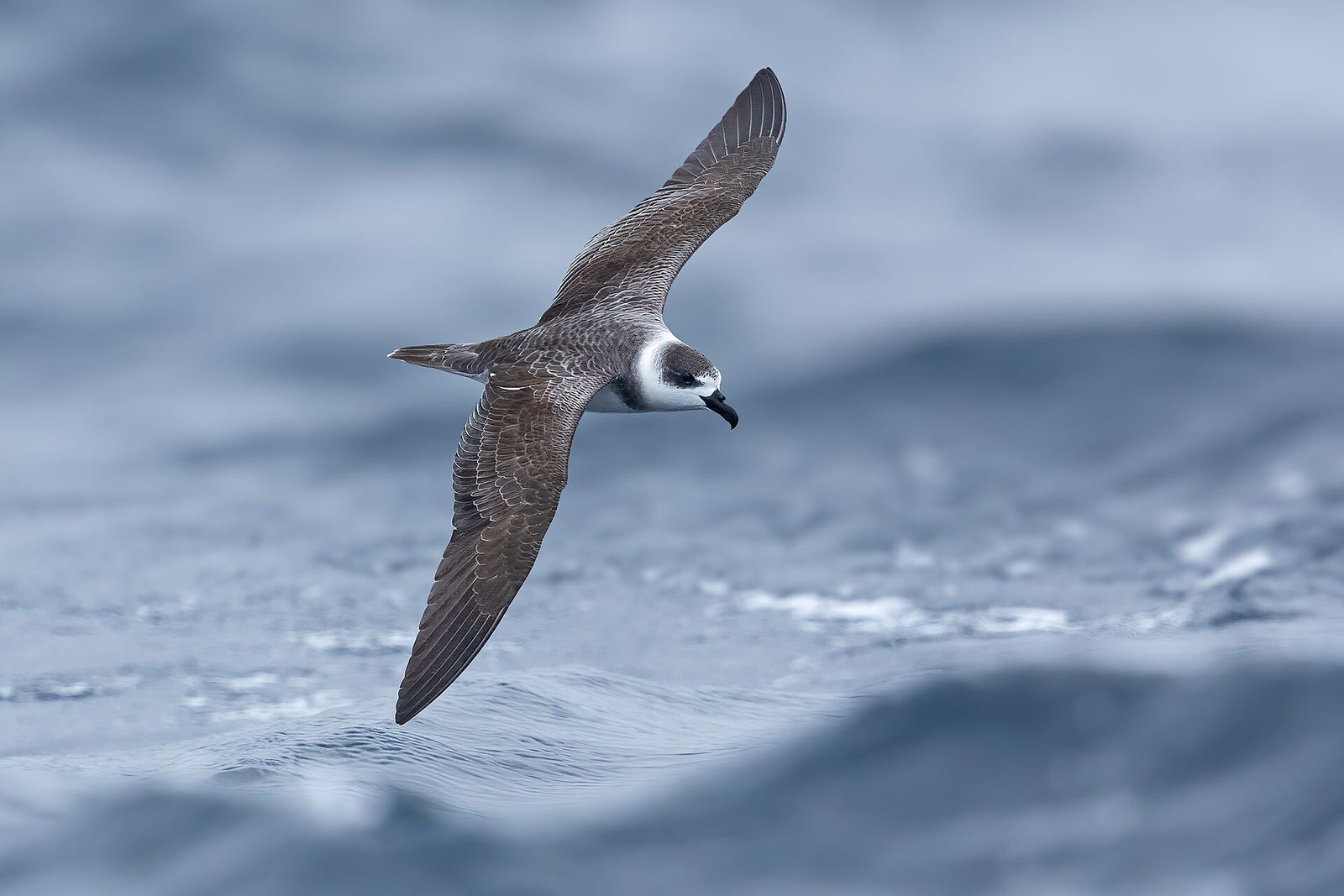 White-naped Petrel