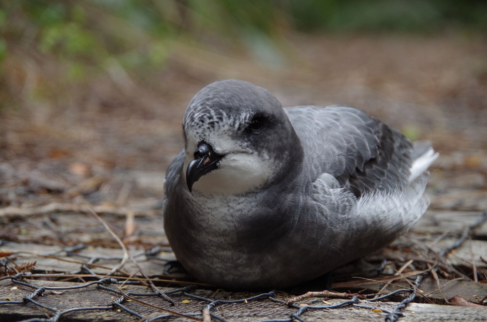 Cook's Petrel