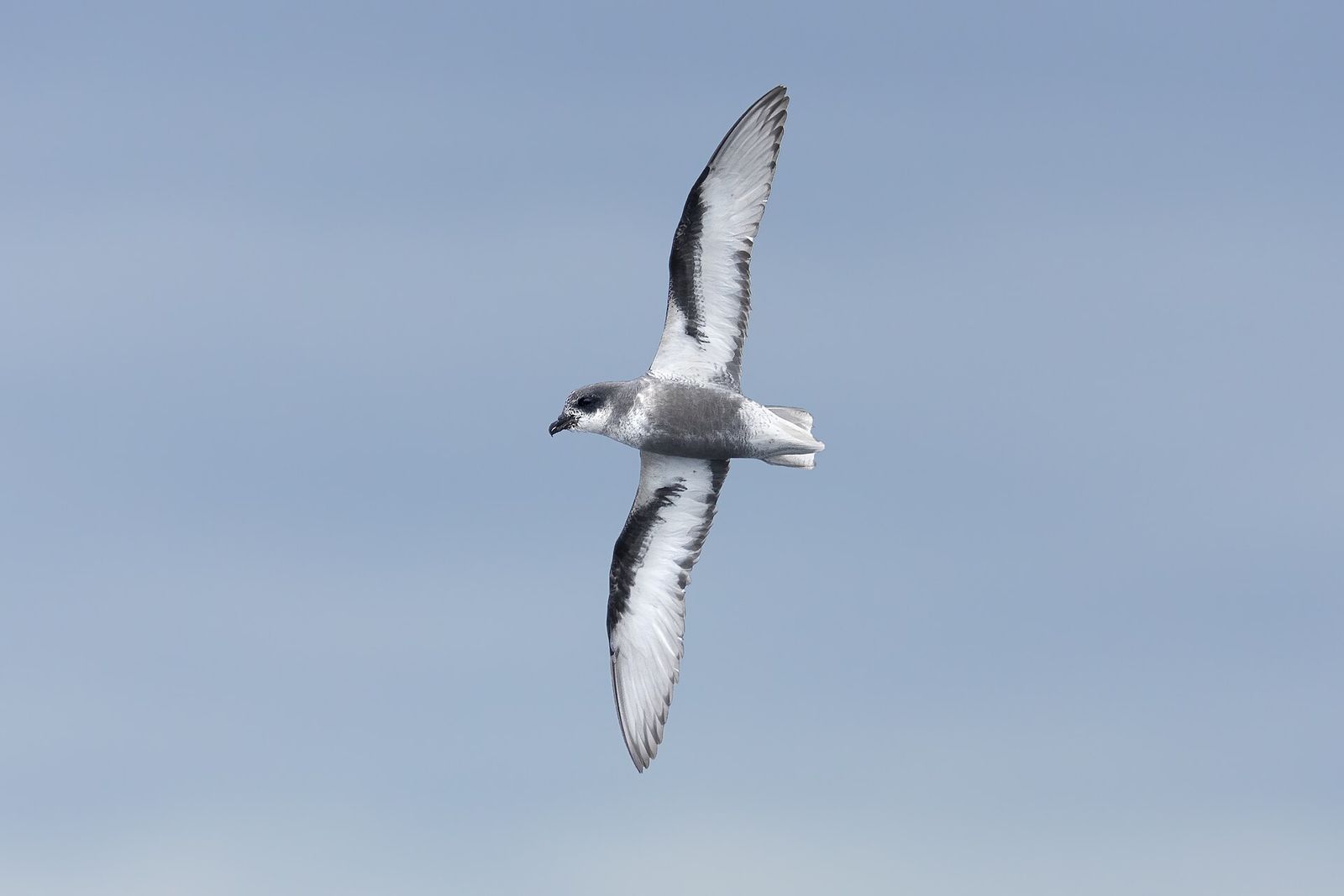 Mottled Petrel