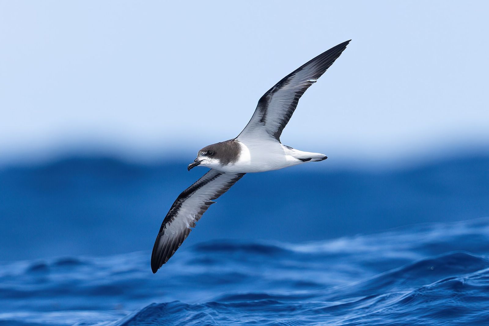 Gould's Petrel