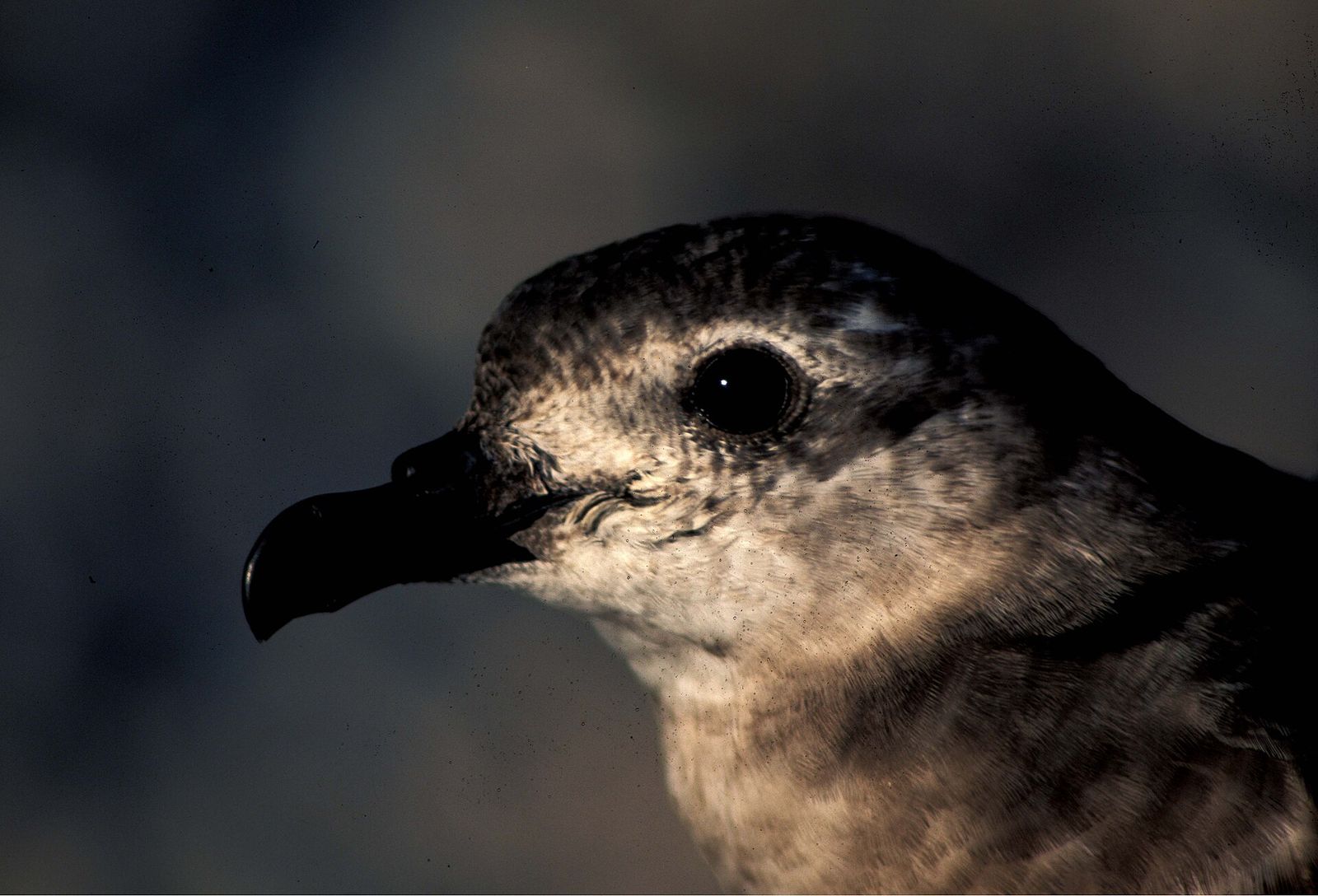 Kermadec Petrel