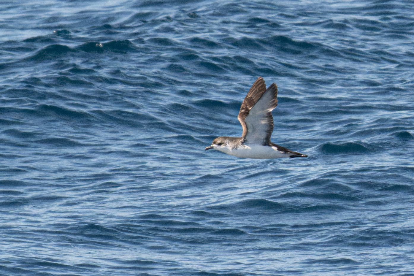 Subantarctic Little Shearwater