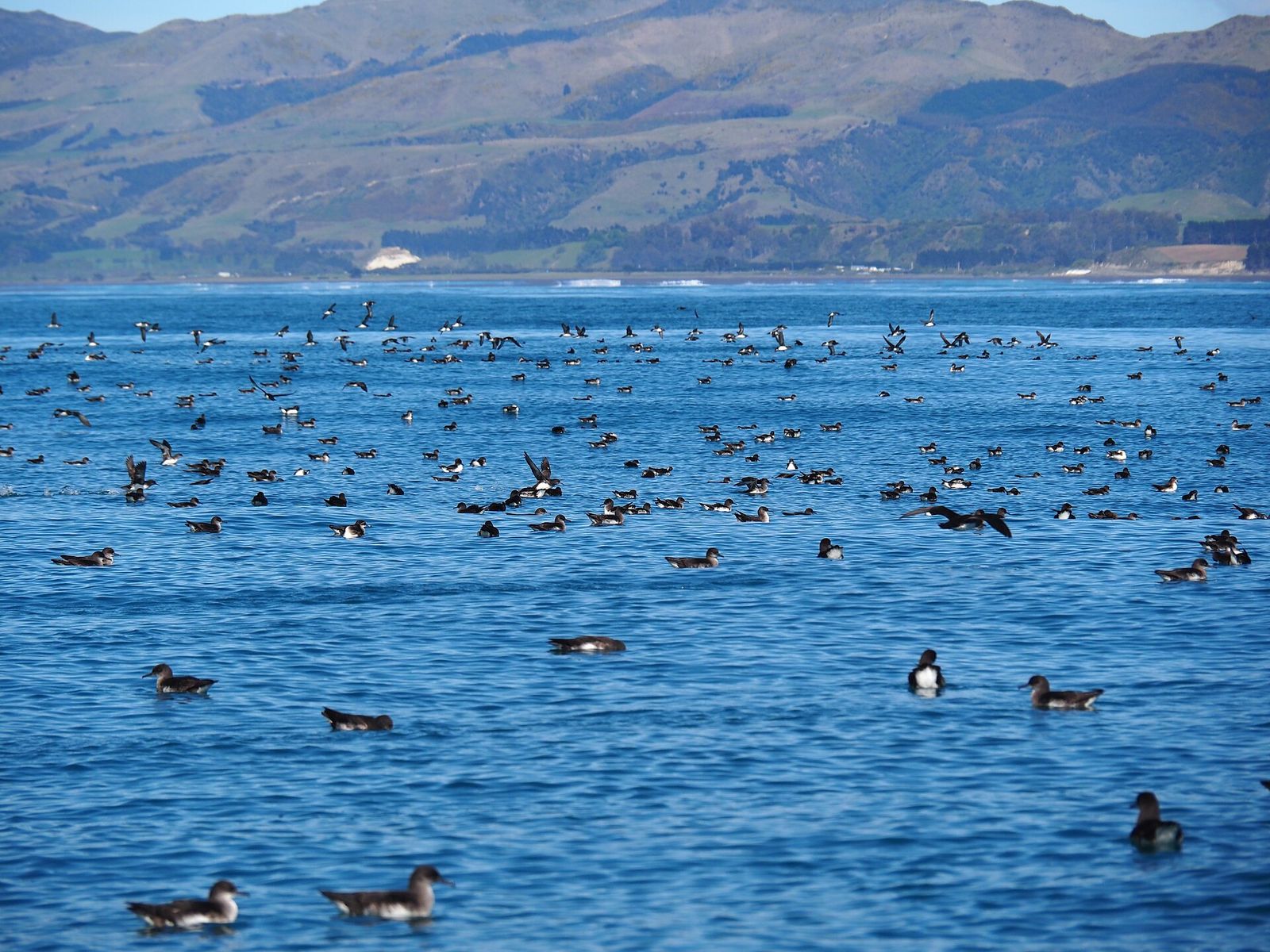 Hutton's Shearwater